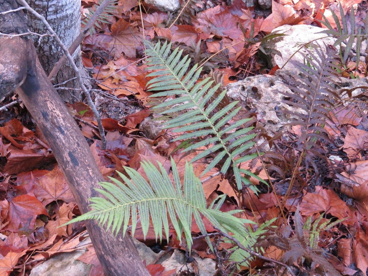 Thelypteris ovata 6