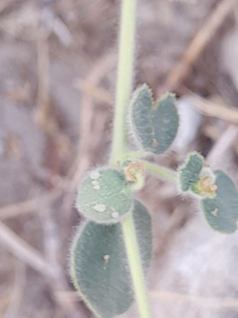 Petiolate Spurge 2