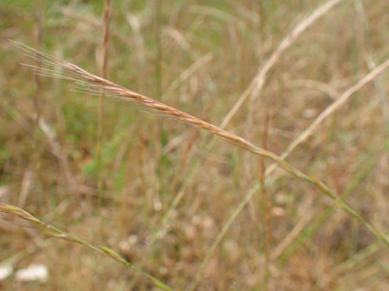 Vulpia 4