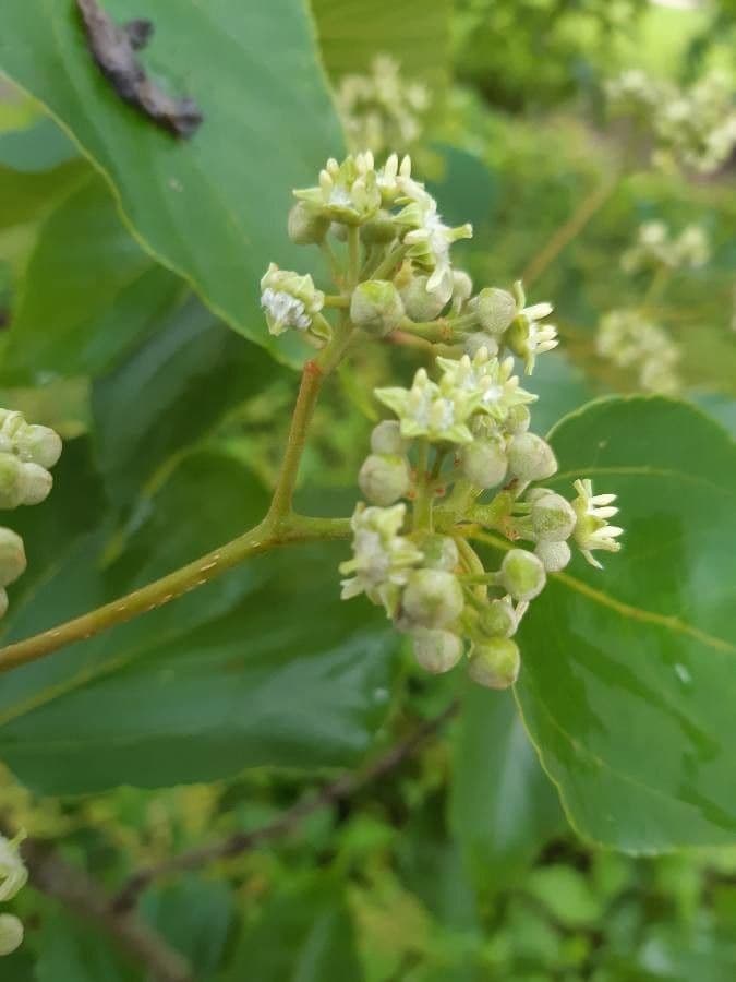 Hovenia dulce 10
