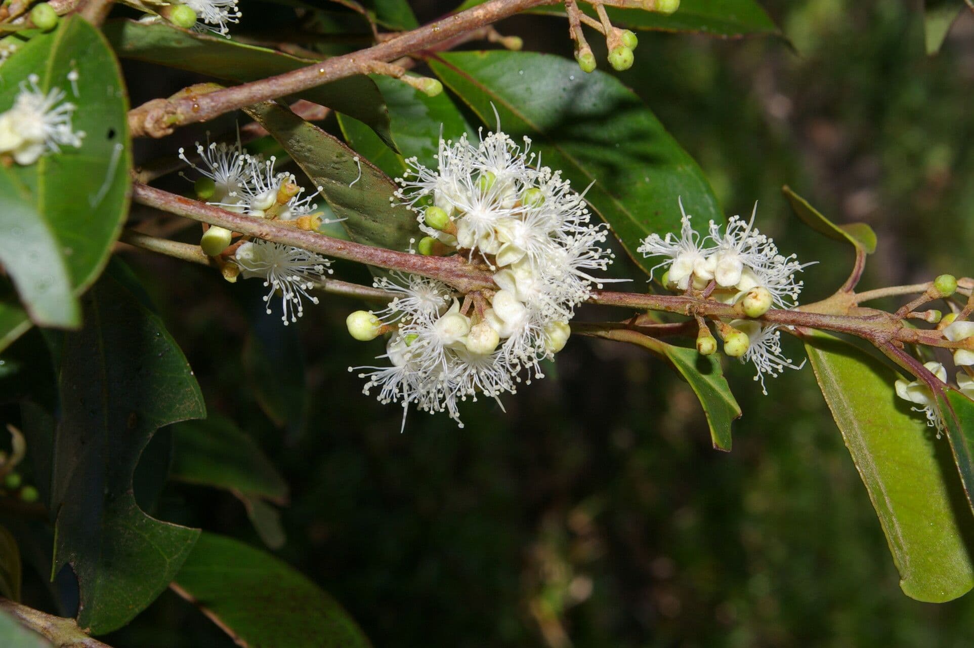 Eugenia 6