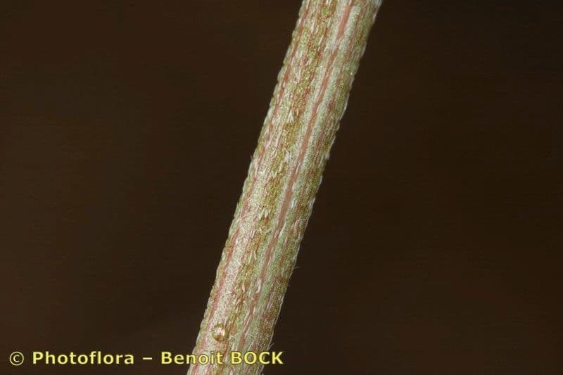 Astragalo 17