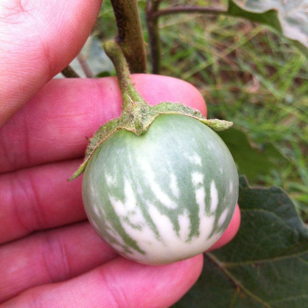 Psian palinacanthum 3