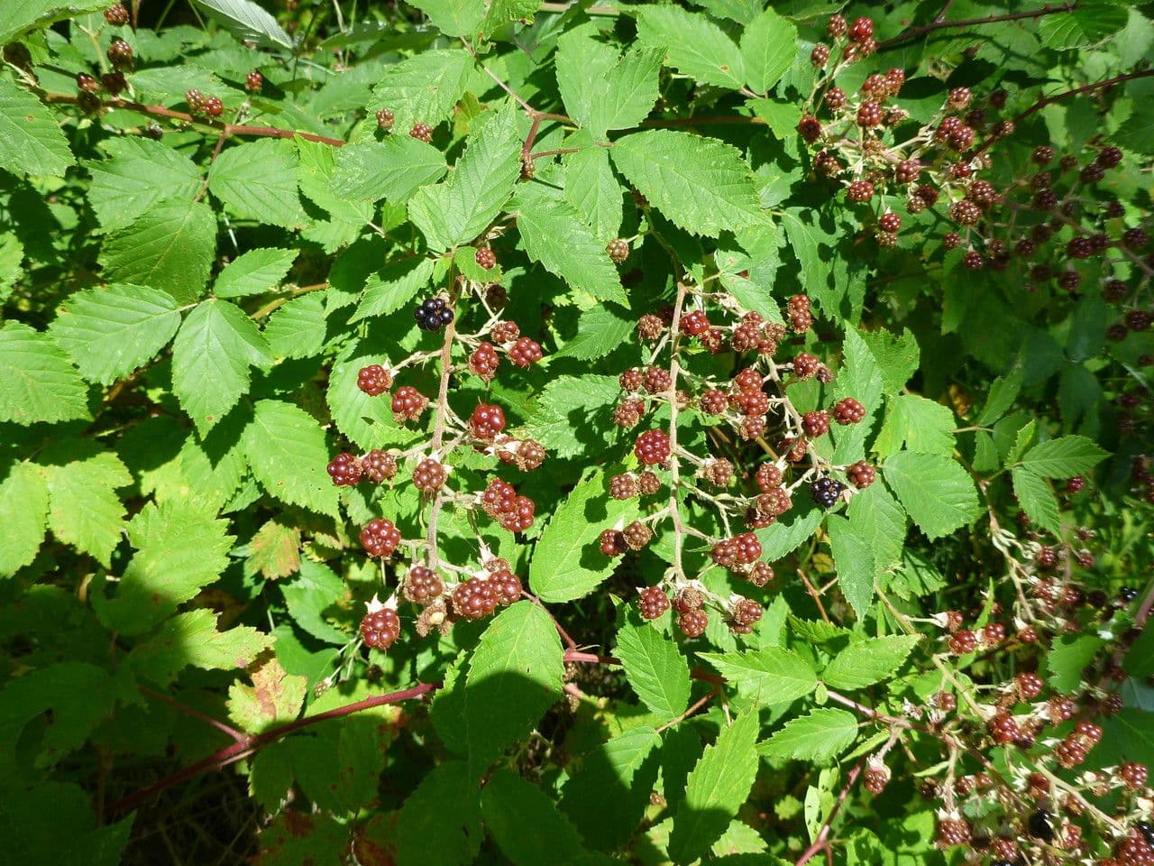 Berg-Brombeere 8