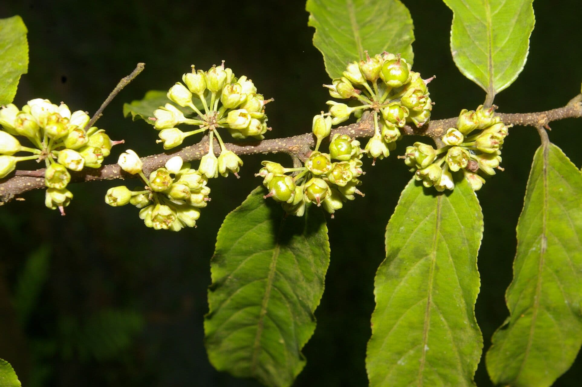 Casearia 5