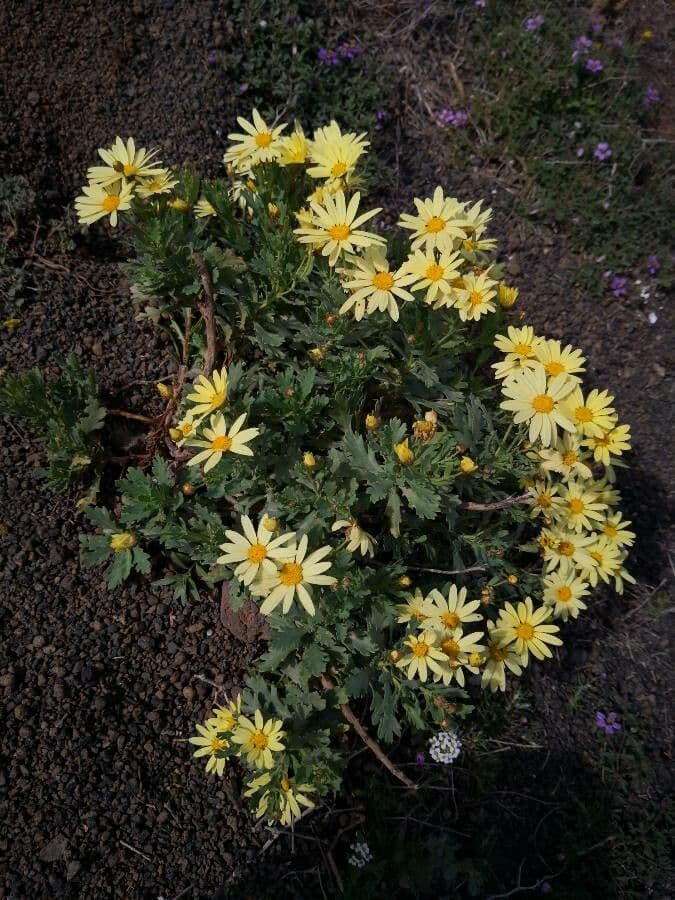 Margerite 3