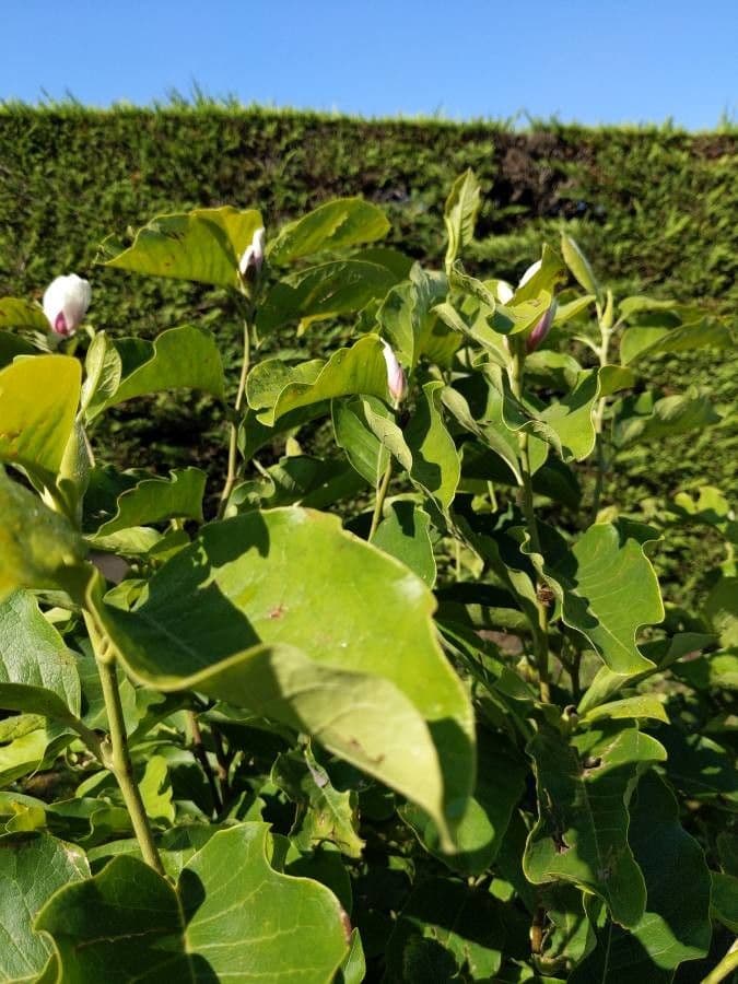 Soulanges-Magnolie 17