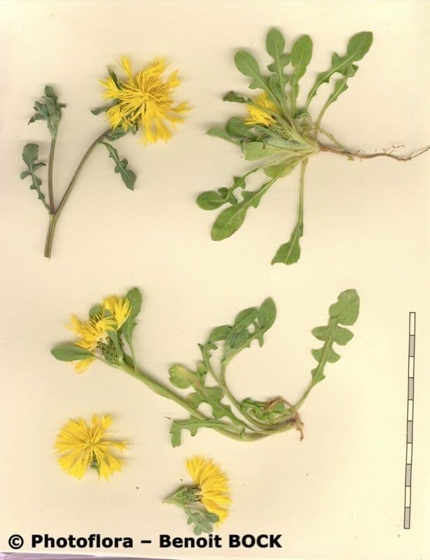 Centaurea 8