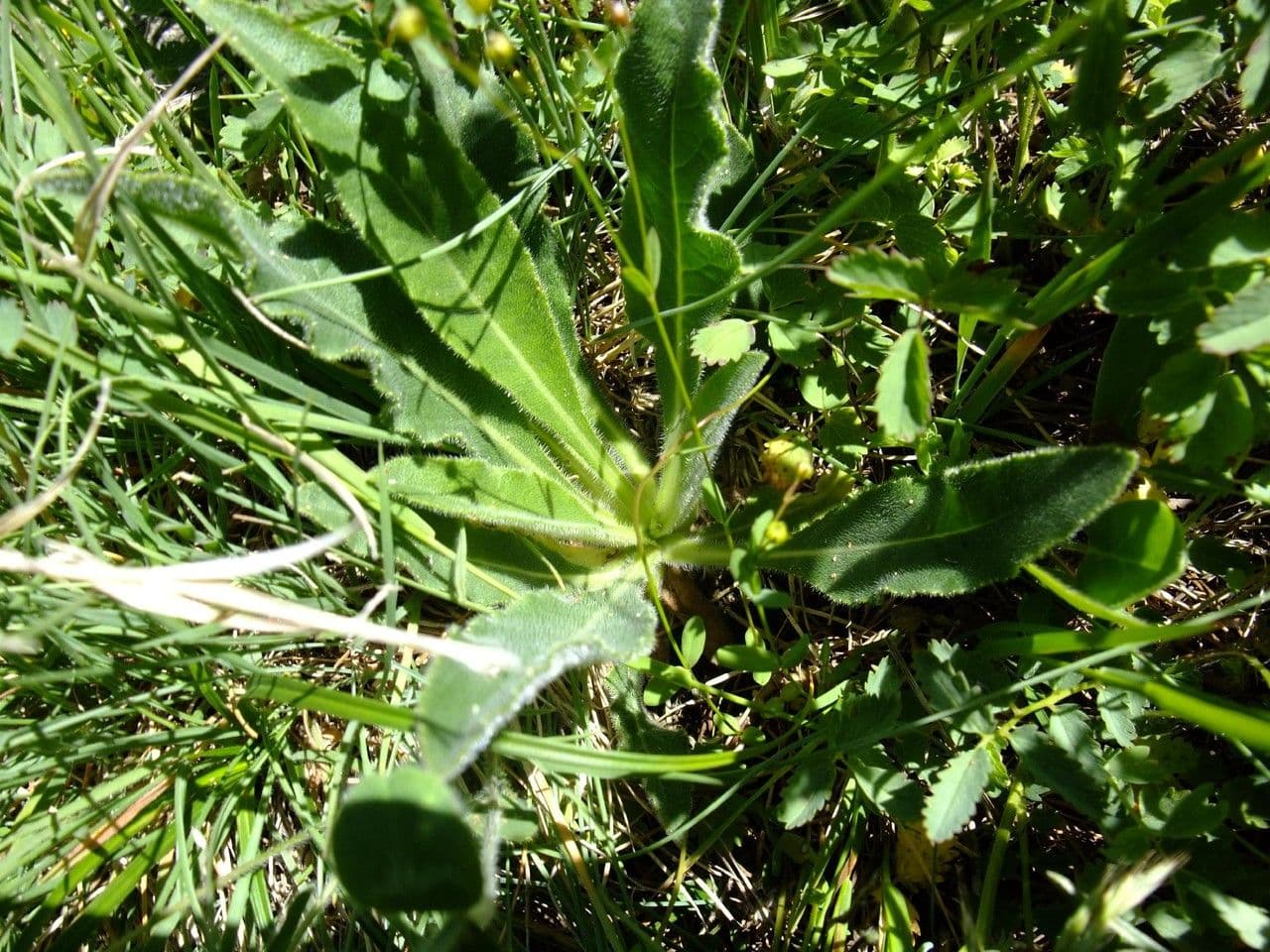 Campanula spigata 11