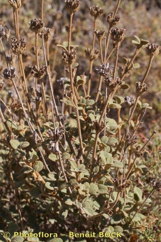Phlomis lanata 5