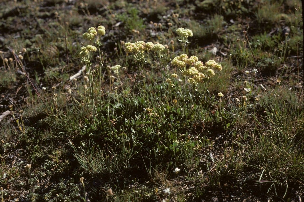 Eriogonum brevicaule 2