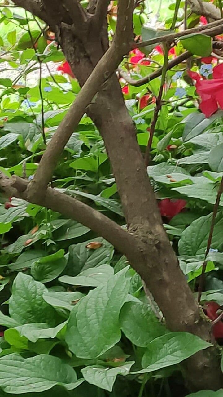 Rododendro 17