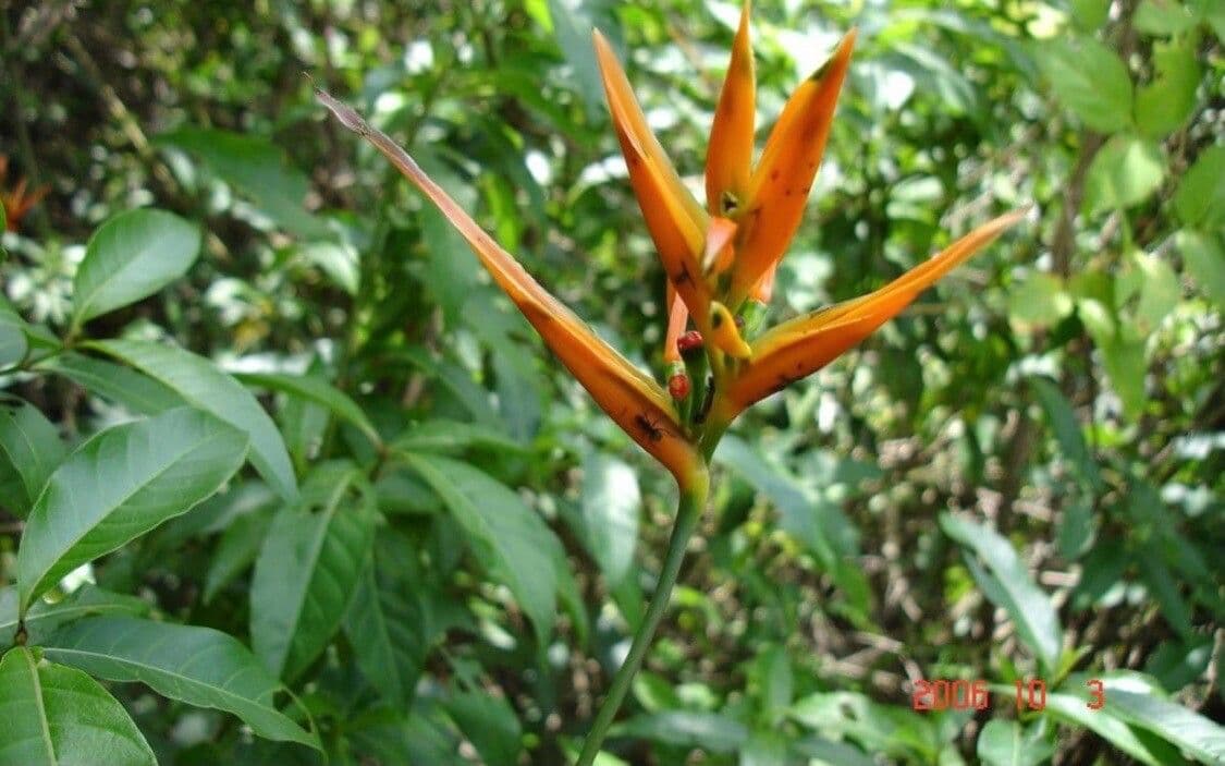 Heliconia 4