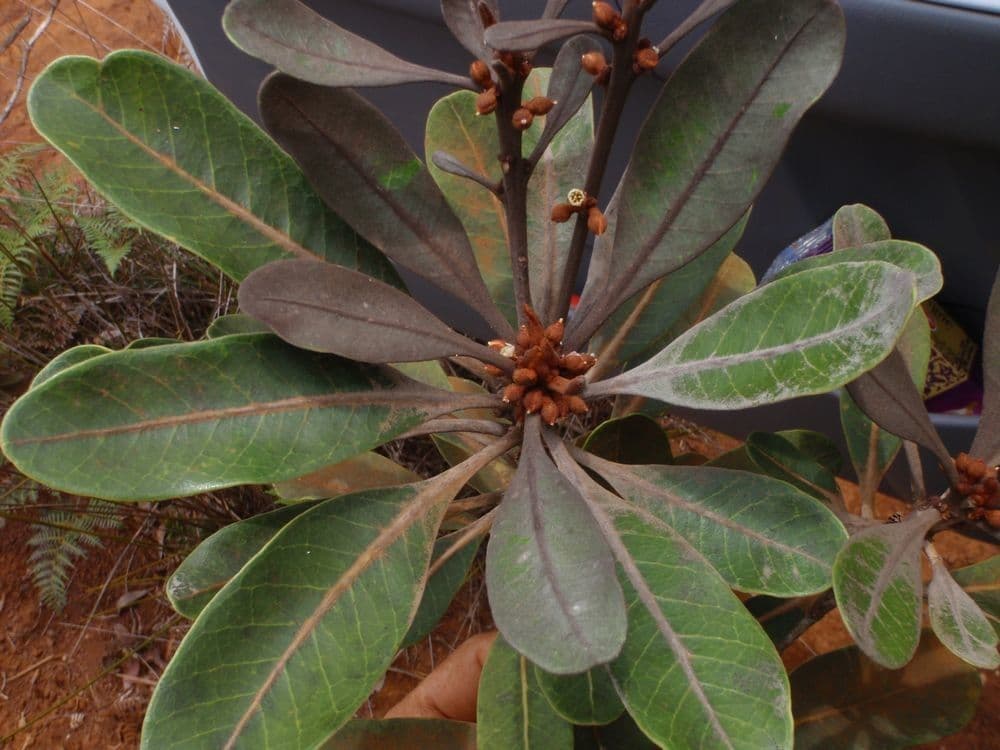 Planchonella 9