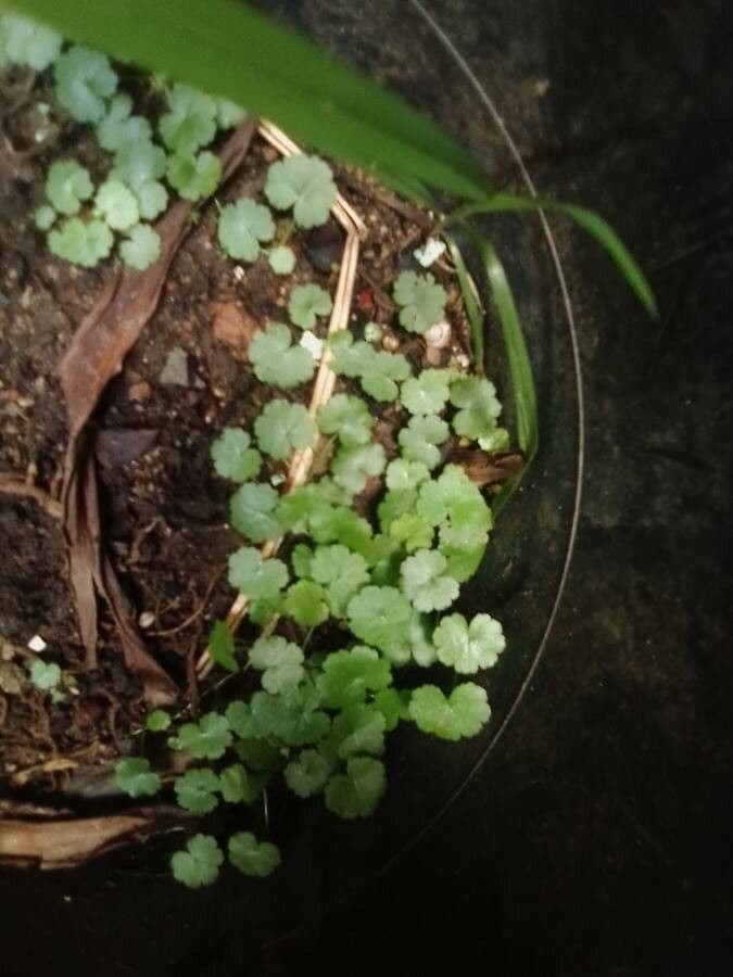 Hydrocotyle sibthorpioides 16
