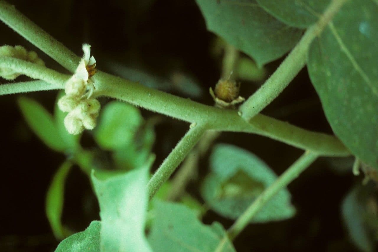 Solanum 21