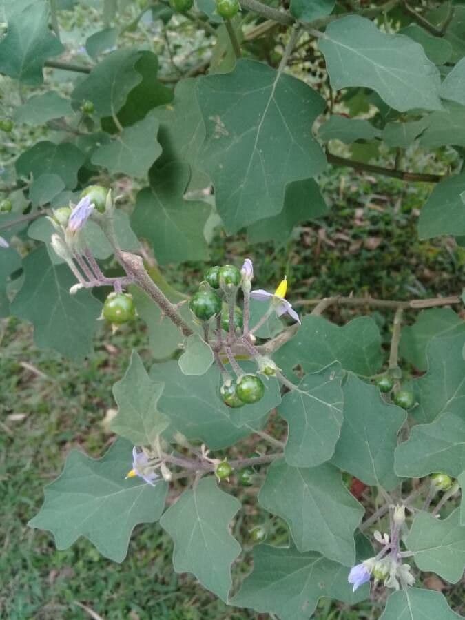 Schlafbeere 3
