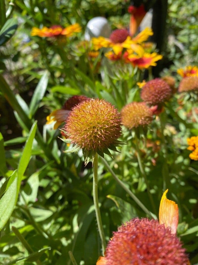 Gaillardia aristata 28