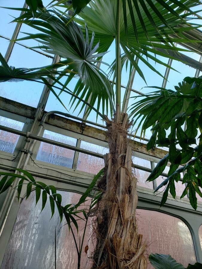 Thrinax