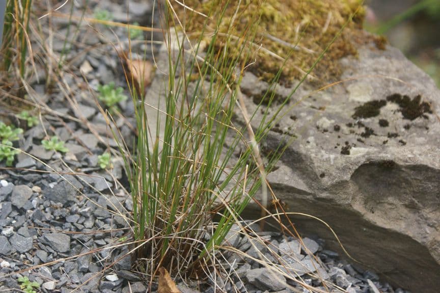 Kobresia myosuroides 7