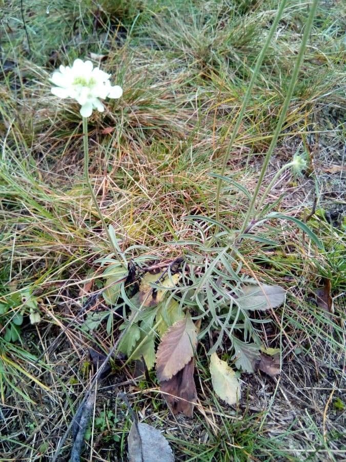 Ockergelber Witwenblumen 11