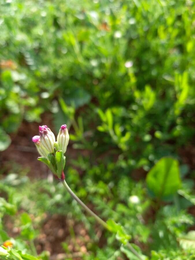 Silene rossastra 2
