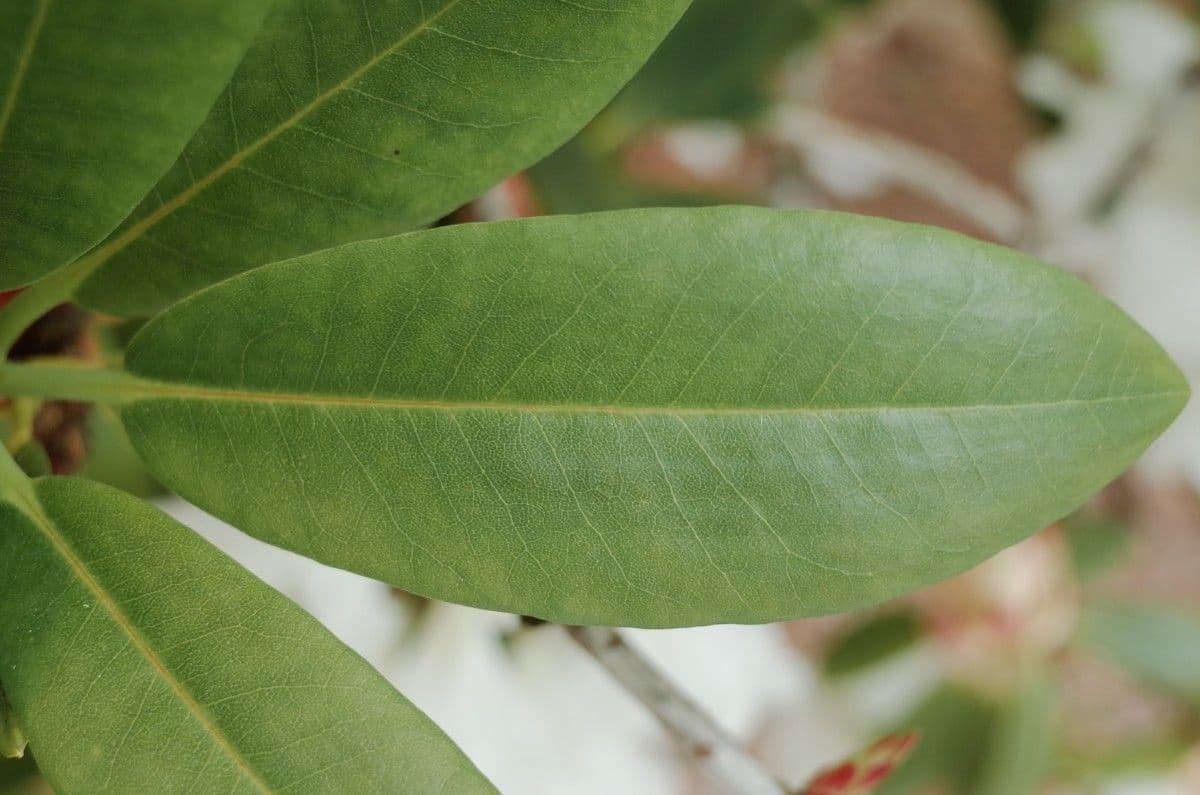 Rhododendron 15