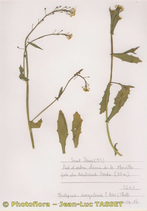 Calepina irregular 26