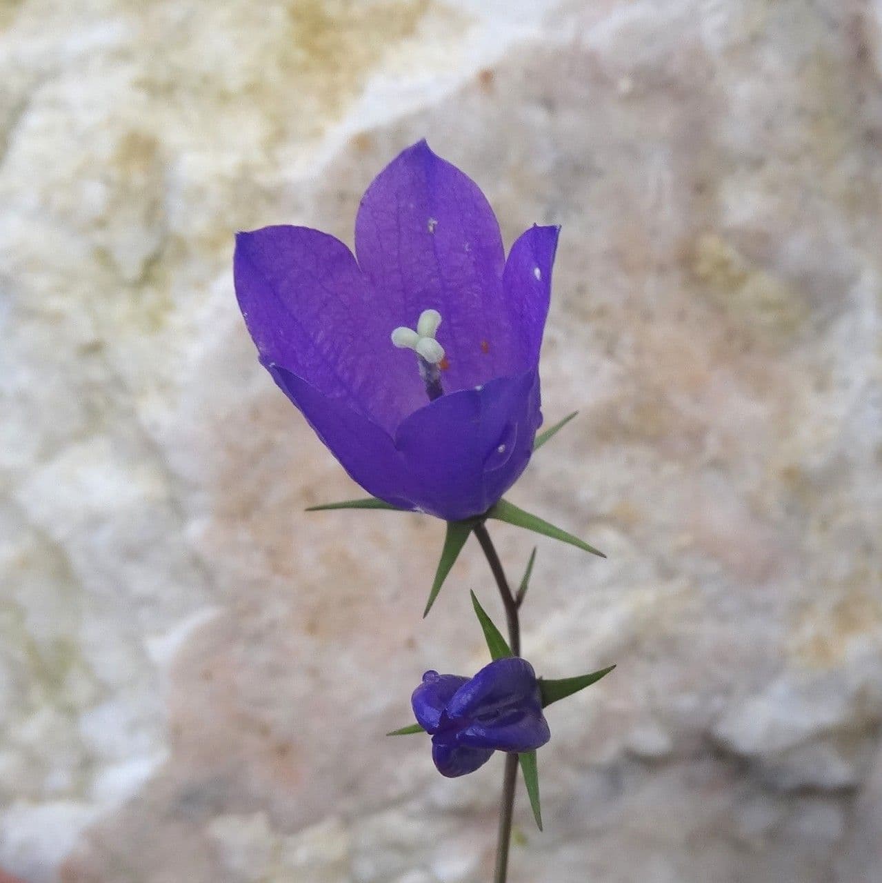Campanula 5