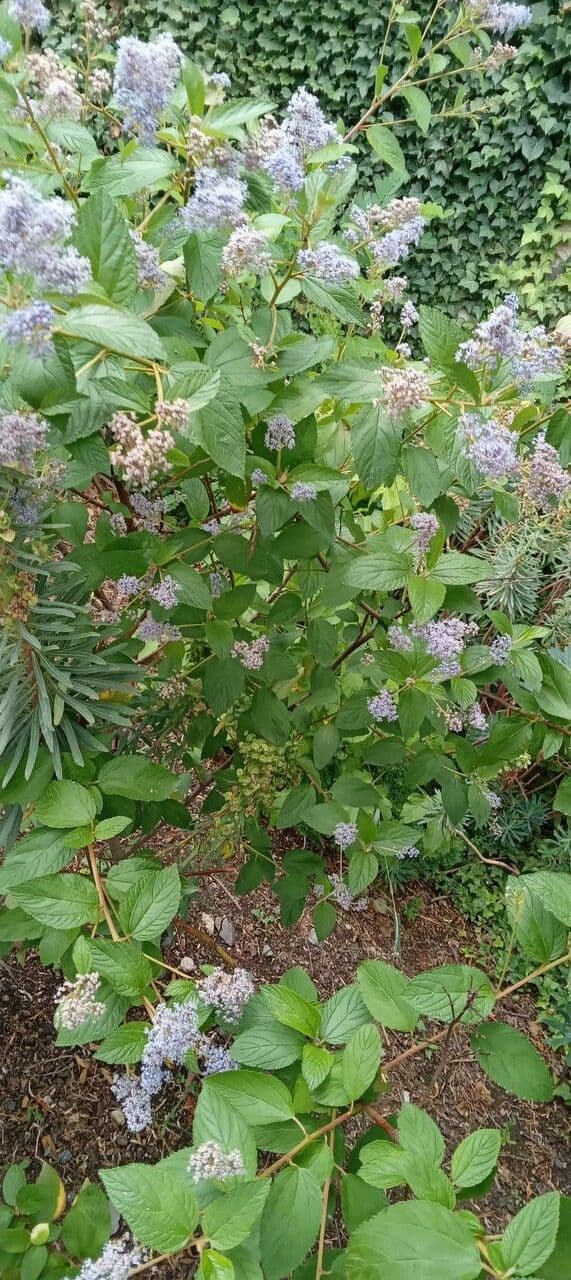 Ceanothus americký 15