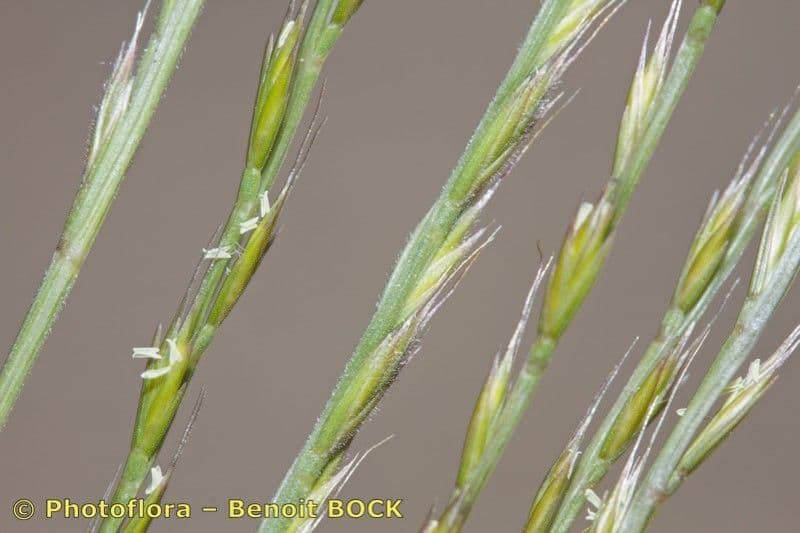 Vlasovka jednostranná 18