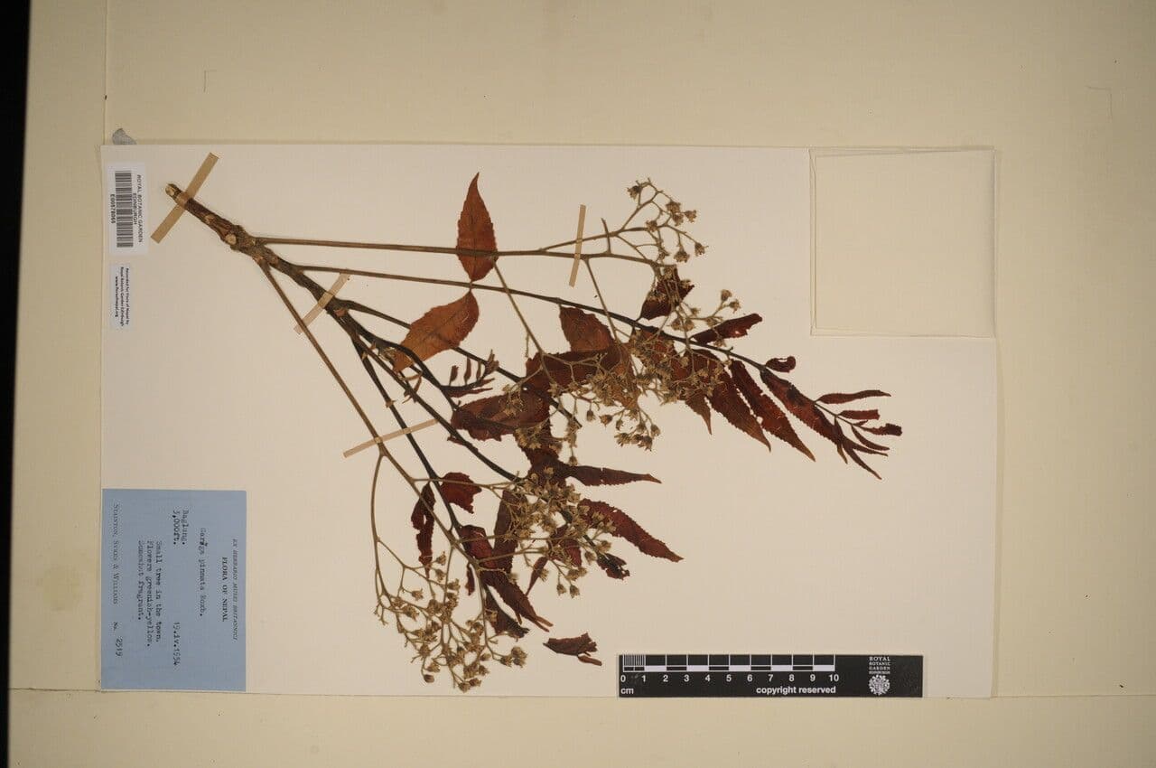Garuga pinnata 2