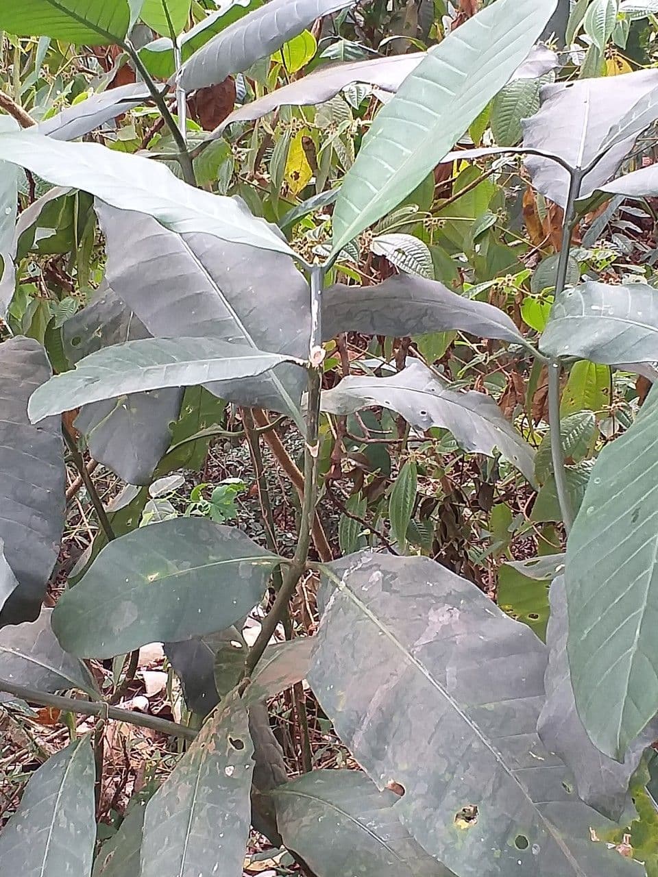 Tabernaemontana pachysiphon 5