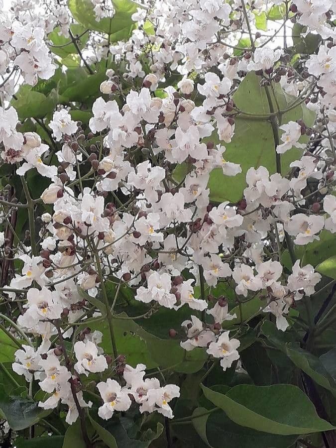 Catalpa comune 6