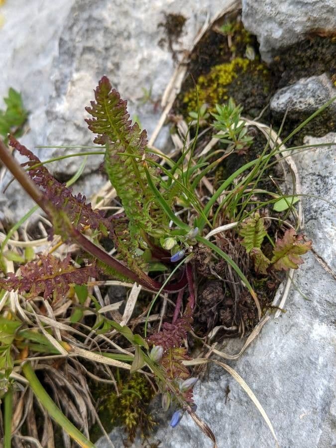 Pedicularis ascendens 16