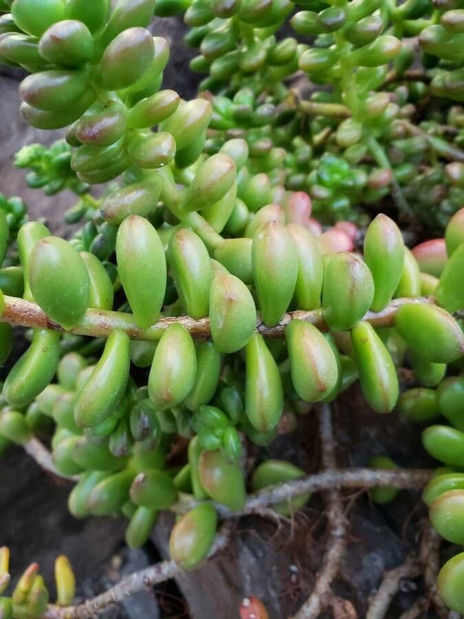 Sedum lucido 10
