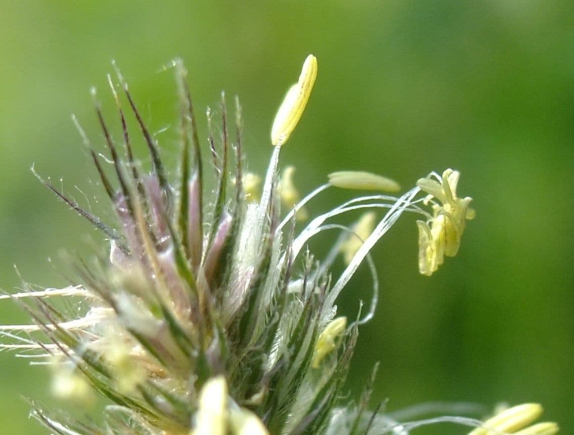Codolina alpina 5