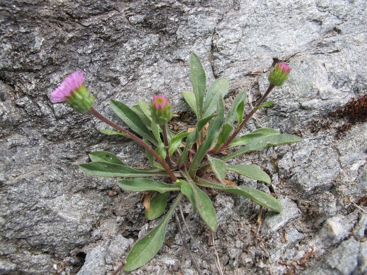 Erigeron 5