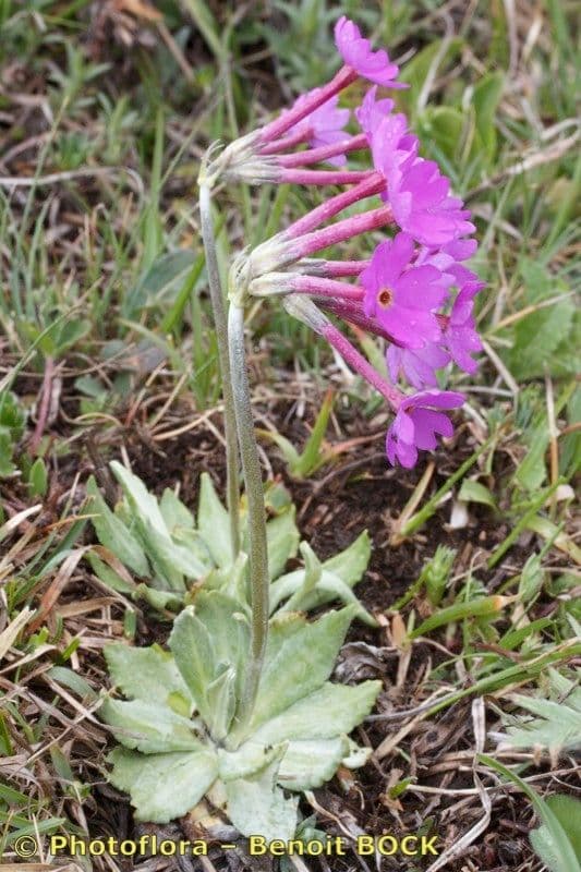 Primula di Haller 9