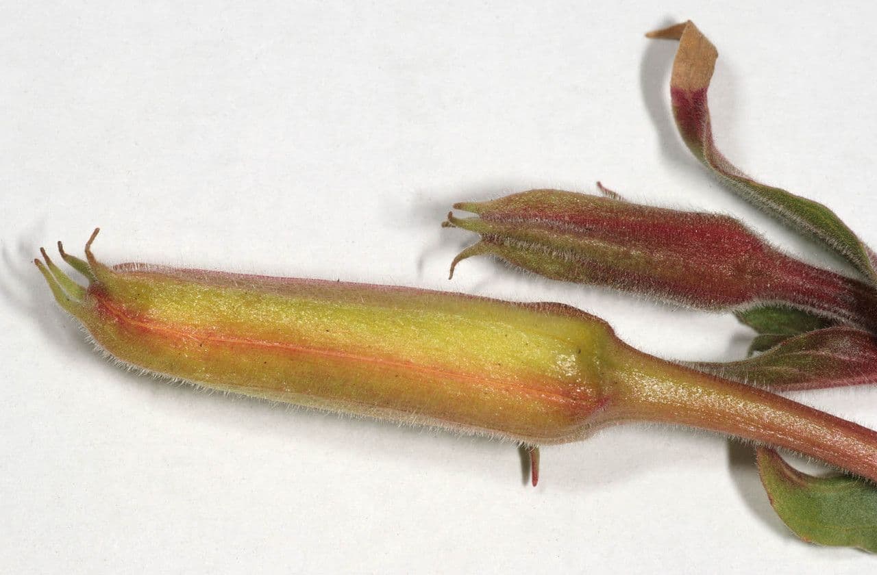 Onagra stricta 3