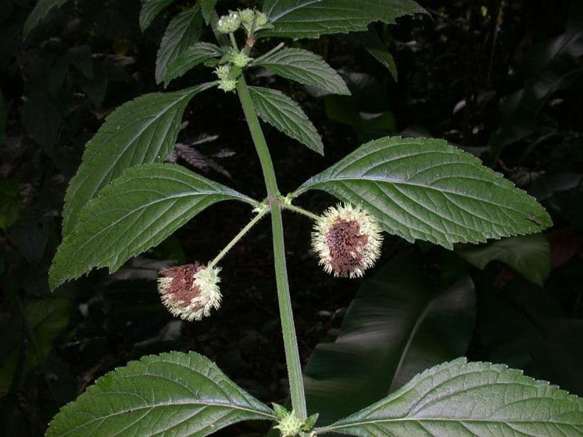 Hyptis capitata 20