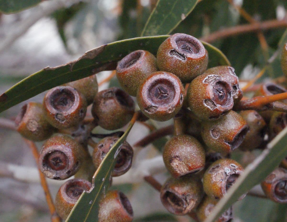 Cork mallee 4