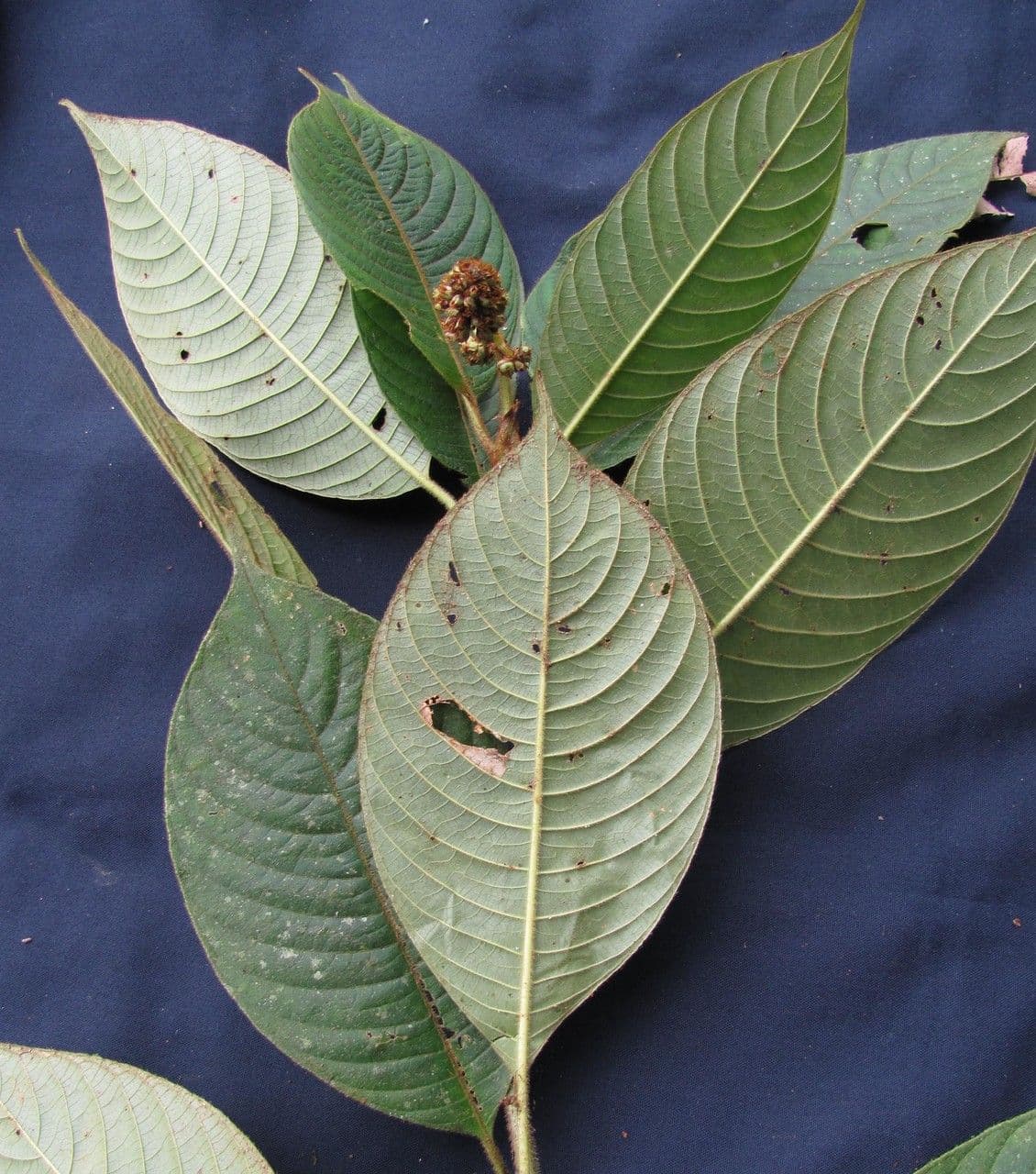 Psychotria 22
