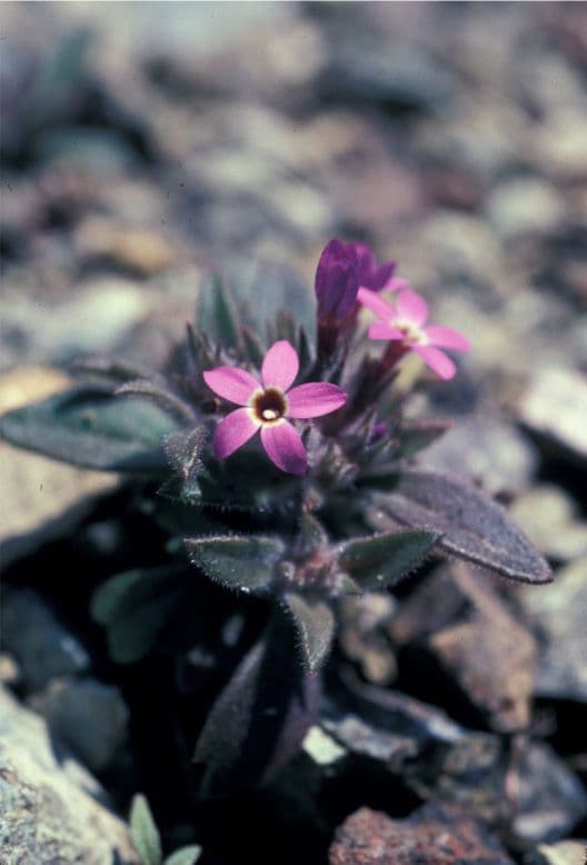 Collomia 4