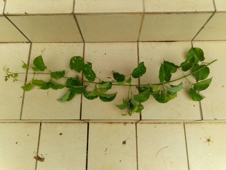 Amphilophium paniculato 13