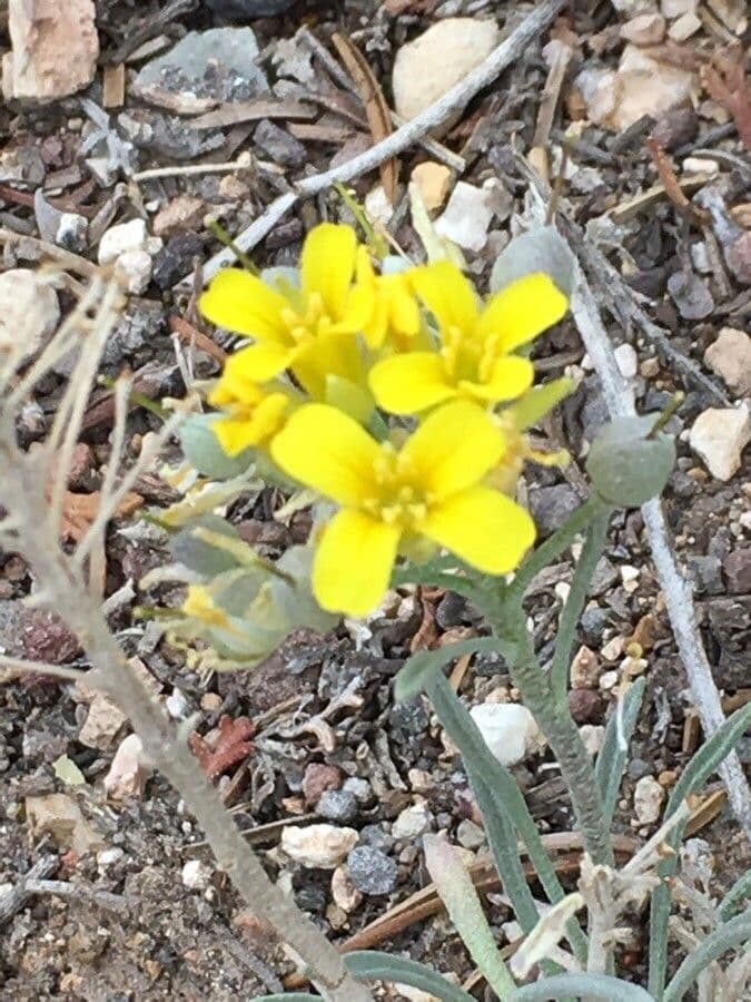 Physaria di Watson