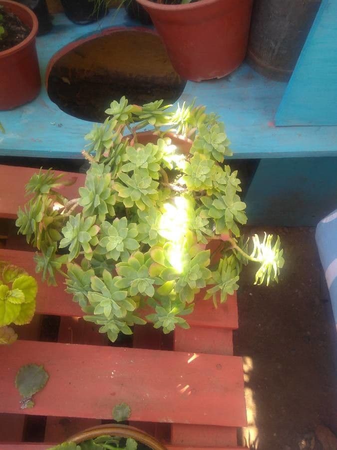 Sedum 8