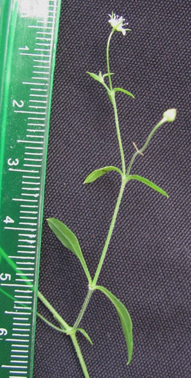 Arenaria lanuginosa 2
