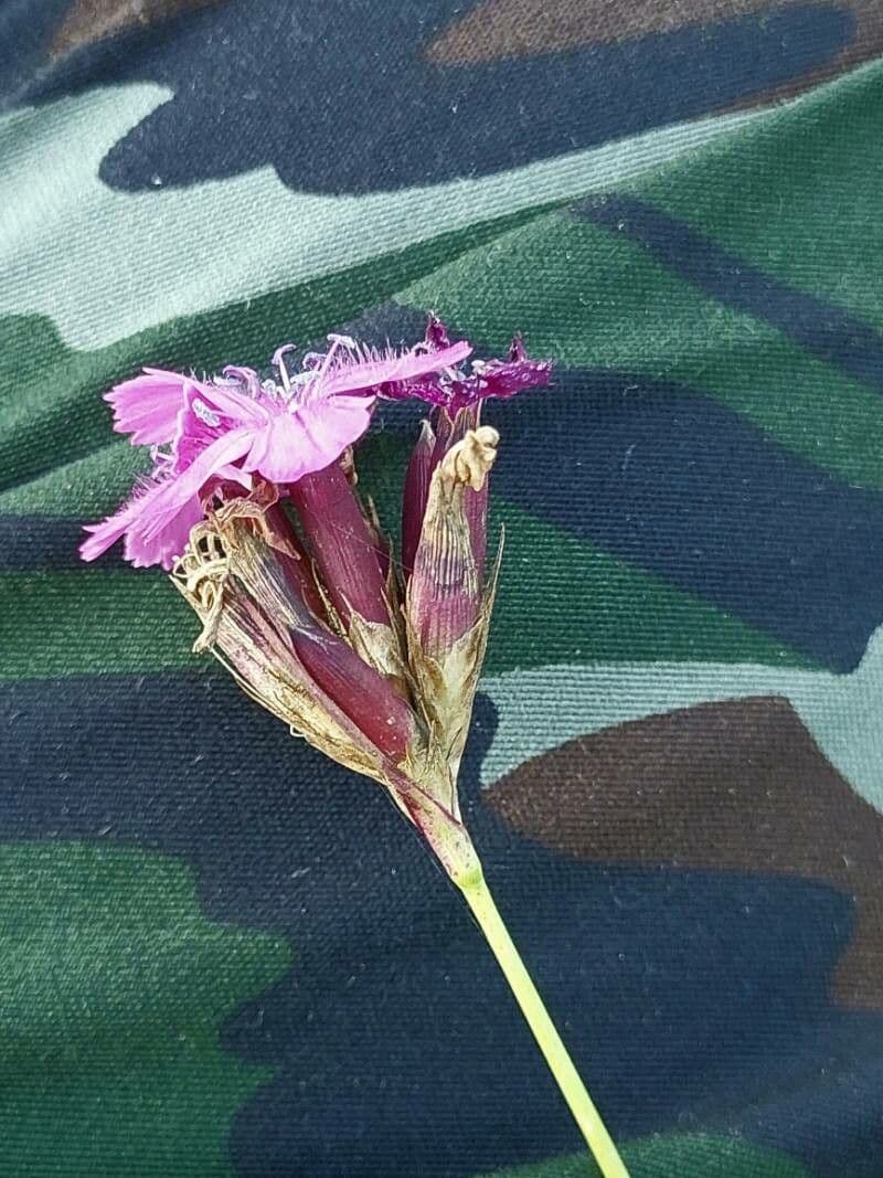 Garofano 3