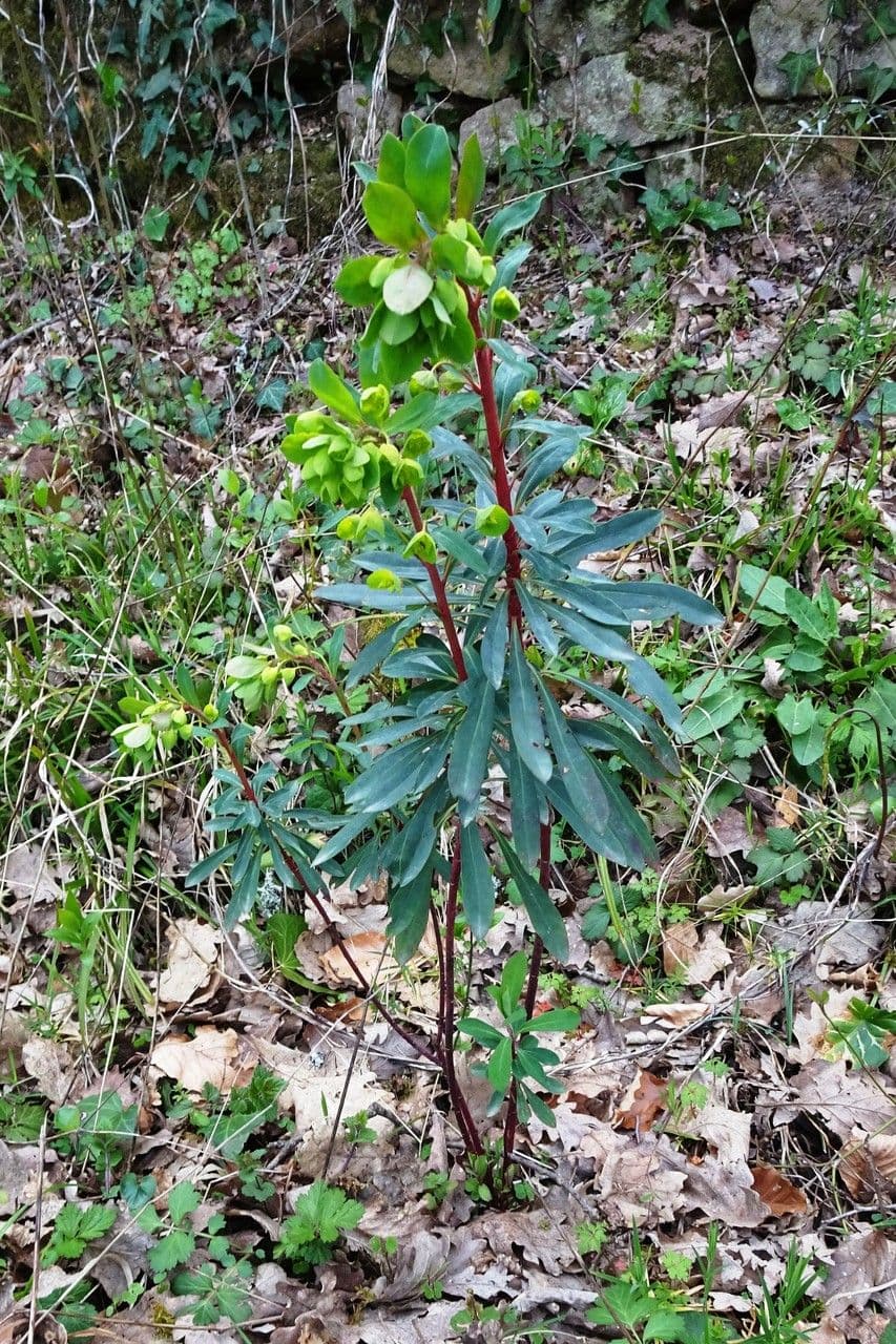 Euphorbe des bois 15